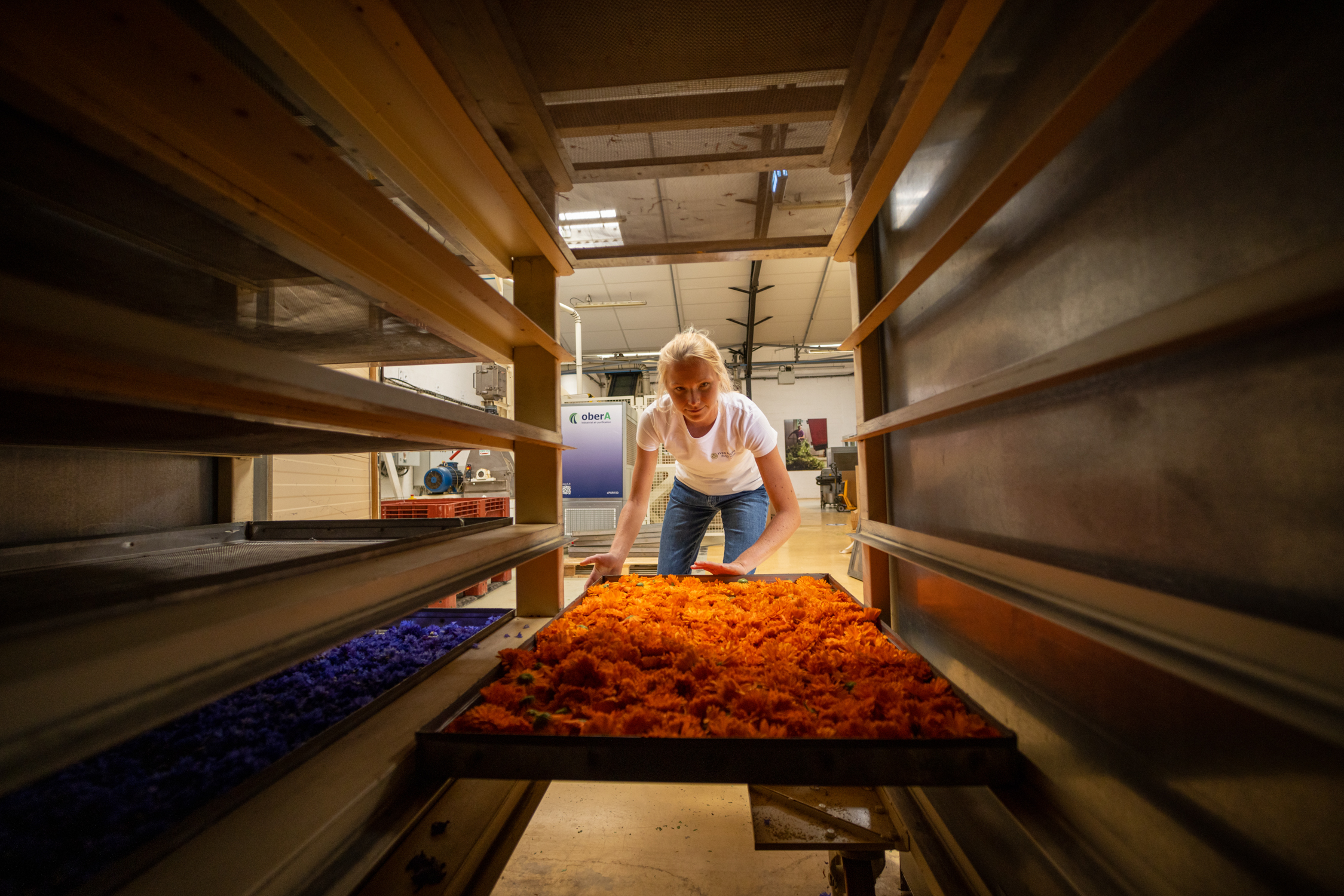 Atelier de transformation botanique à La Gacilly avec manipulation de pétales colorés dans un séchoir industriel, savoir-faire végétal en Bretagne – Destination Yves Rocher