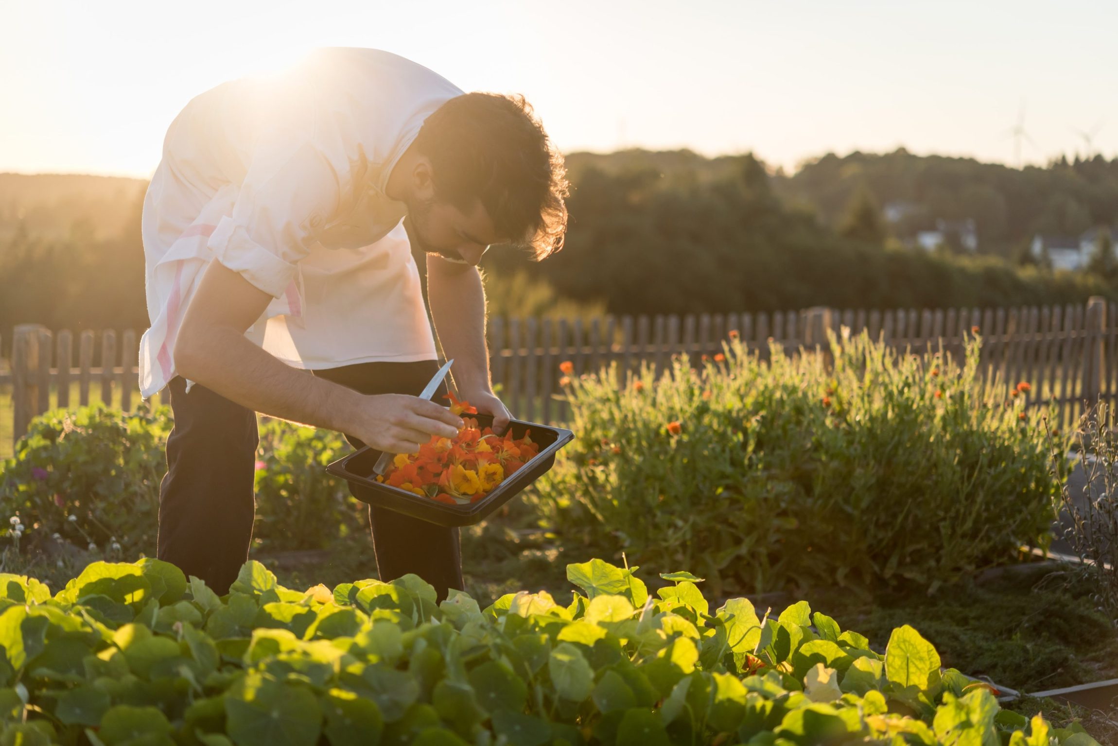 Récolte dans le potager de La Grée des Landes à La Gacilly